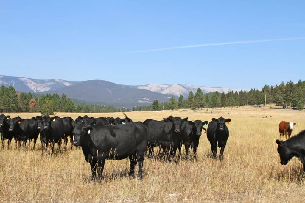 Cattle grazing. 