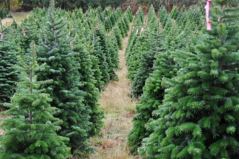 Christmas tree season puts crunch on capacity in Pacific NW FreightWaves