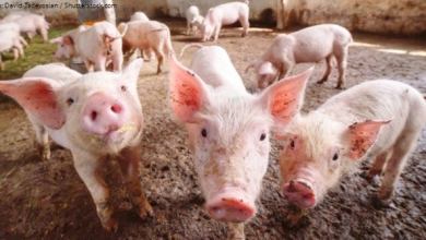 4_26_pigs