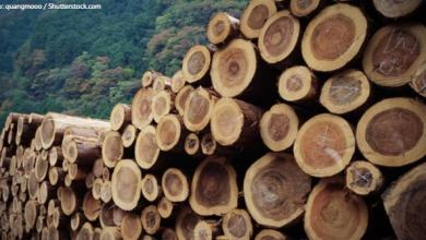 4_9_wood