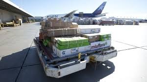  flowers after unloading at miami international airport. photo courtesy of usa today 