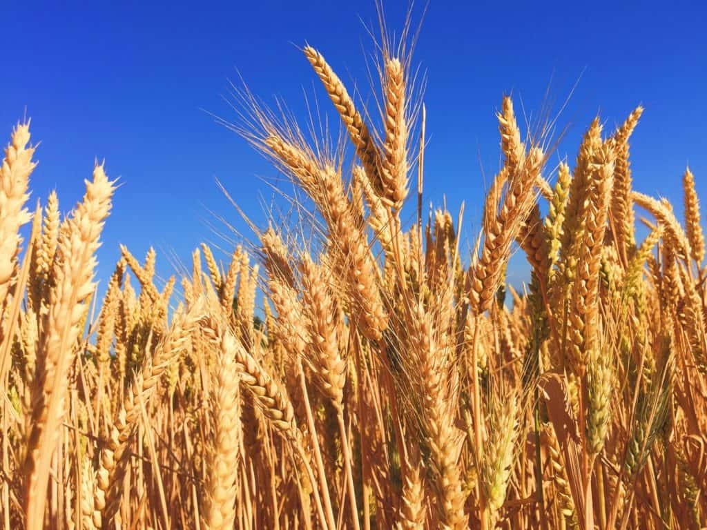 Wheat waving in the breeze. 