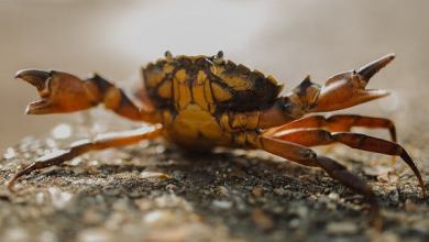 7_19_crab