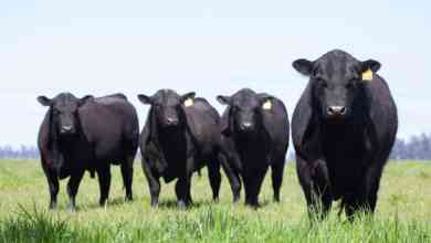 The black Angus bull trade and the need for tracking its supply chain (Photo: Shutterstock)