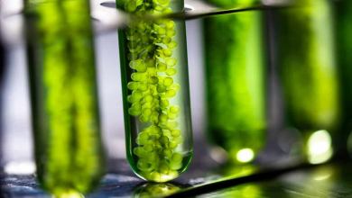 Biodiesel in test tubes