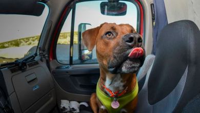 Dog riding in semi truck