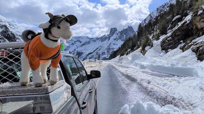 Mazama the Avalanche Rescue Goat on a snowy road in the Washington Cascades.