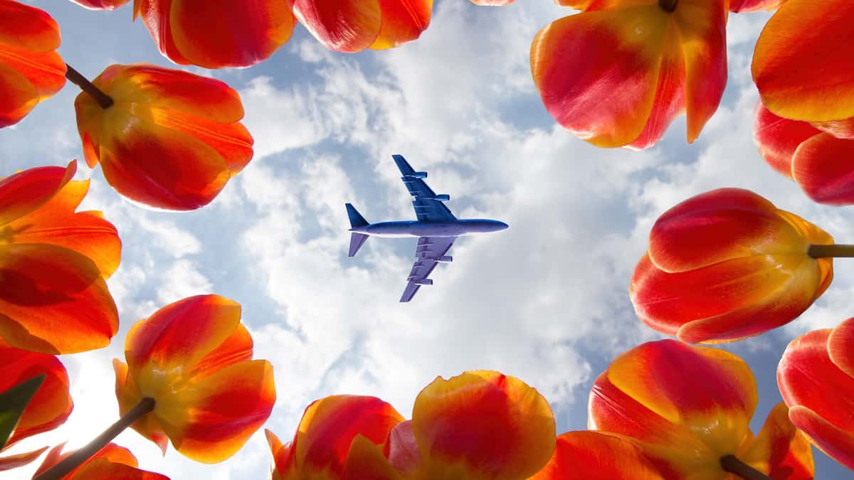 Looking up at plane overhead through circle of red flowers
