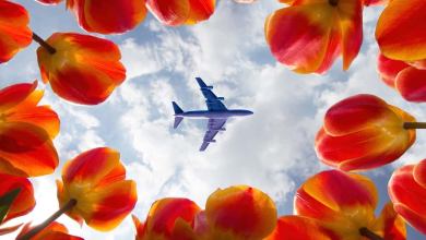 Looking up at plane overhead through circle of red flowers