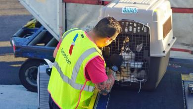 A cargo handler moves a pet crate on airport tarmac.