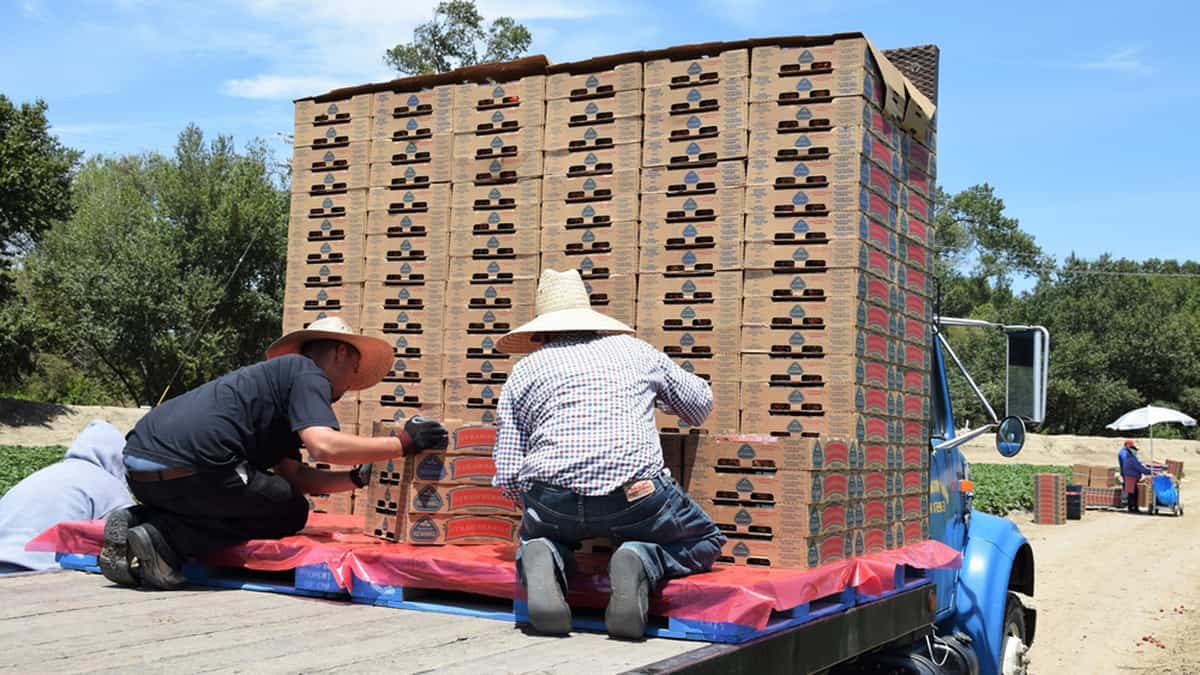Workers loading pallets of strawberries onto a truck.