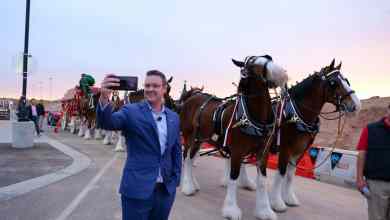 Nikola executive chair with Budweiser Clydesdales