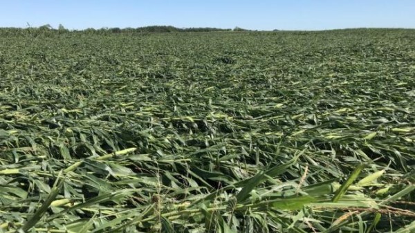 Corn field in Iowa flattened by a windstorm.