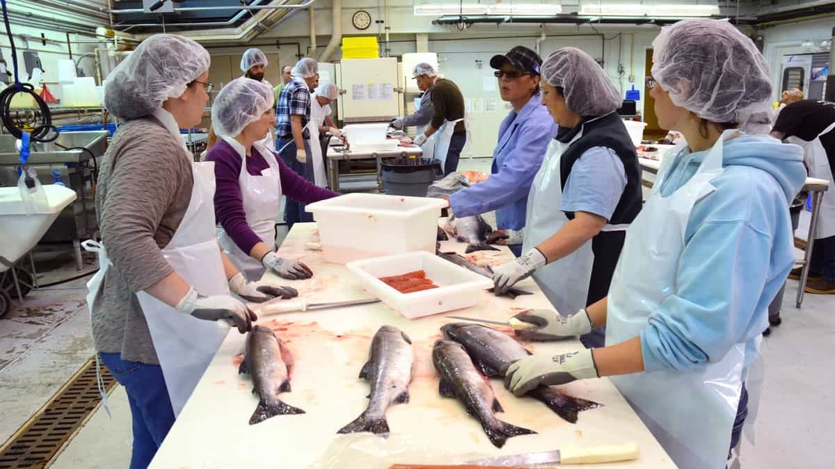 Workers process salmon, which is a labor-intensive process in Juneau, Alaska.