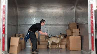 A canine team inspect boxes inside an air shipping container for explosives.
