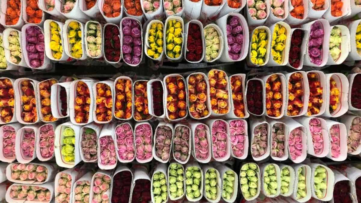 Overhead view of rows of flowers.