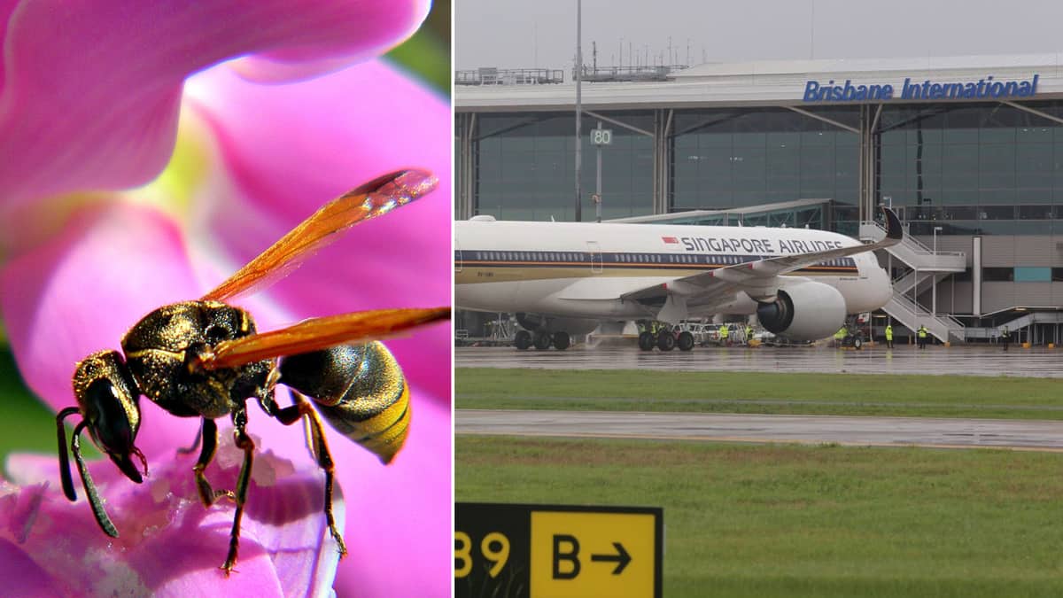 A mud dauber wasp on the left and Singapore Airlines jet at Brisbane Airport Terminal. Wasps pose a threat in Australia clogging up ports on planes.