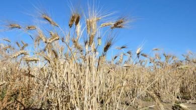 A photograph of a wheat field.