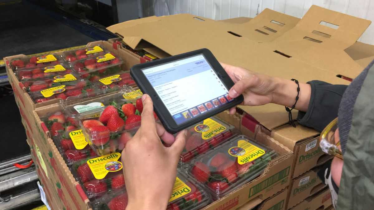 A sheet of strawberry cartons being scanned by a warehouse worker.