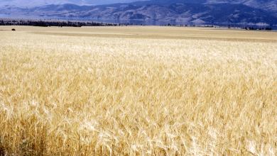 A photograph of a wheat field. A mountain range is in the distance.
