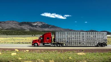 A truck transports live cattle in illustrate an article about the impacts of the JBS cyberattack on livestock haulers