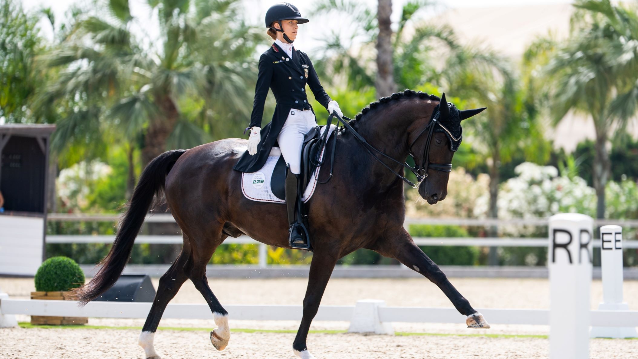 A dark brown show horse in a competition.