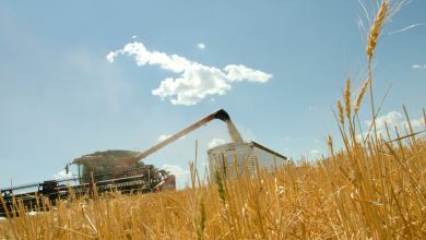 A photograph of a combine harvester collecting grain in a field.