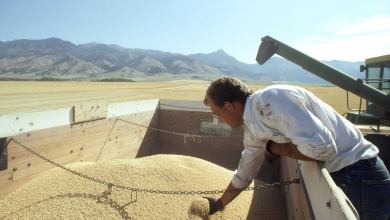 A photograph of a man looking at a truckload of grain.
