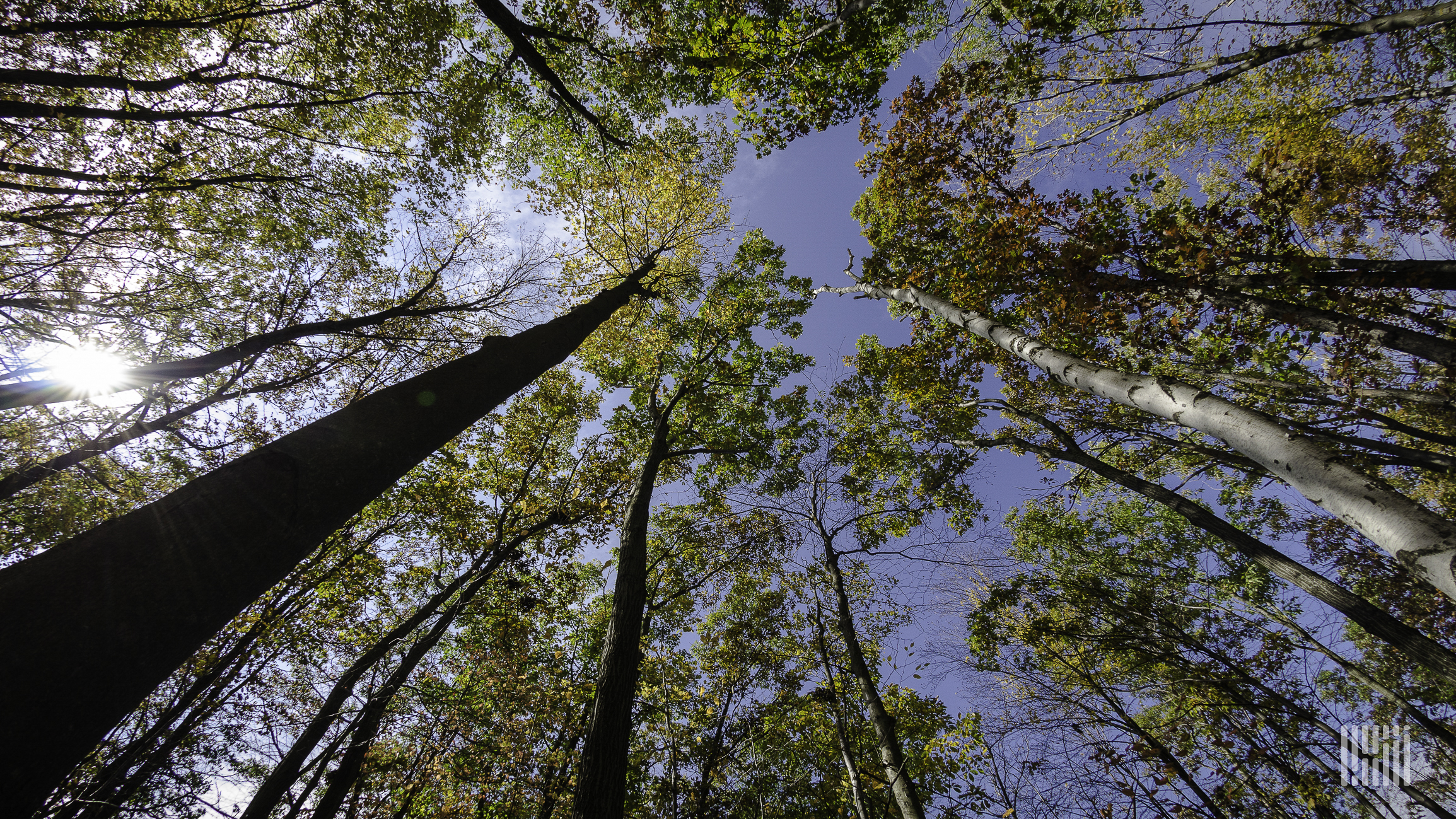 A photograph of a canopy of trees.