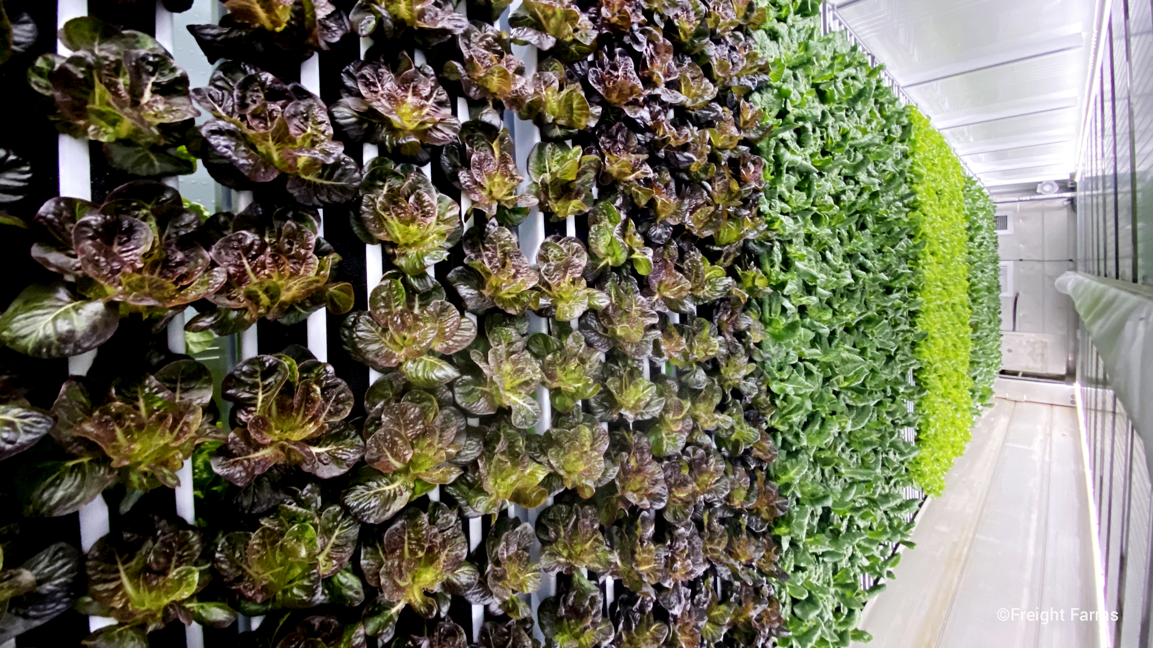 Freight Farms is turning shipping containers into hydroponic farms.