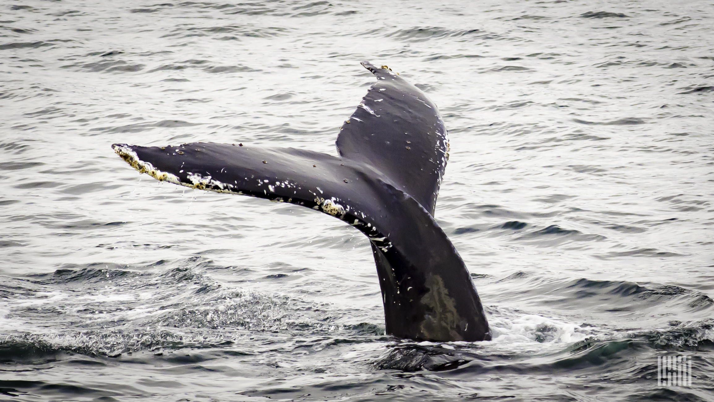 Whale-ship collisions are on the rise as demand for shipping increases.