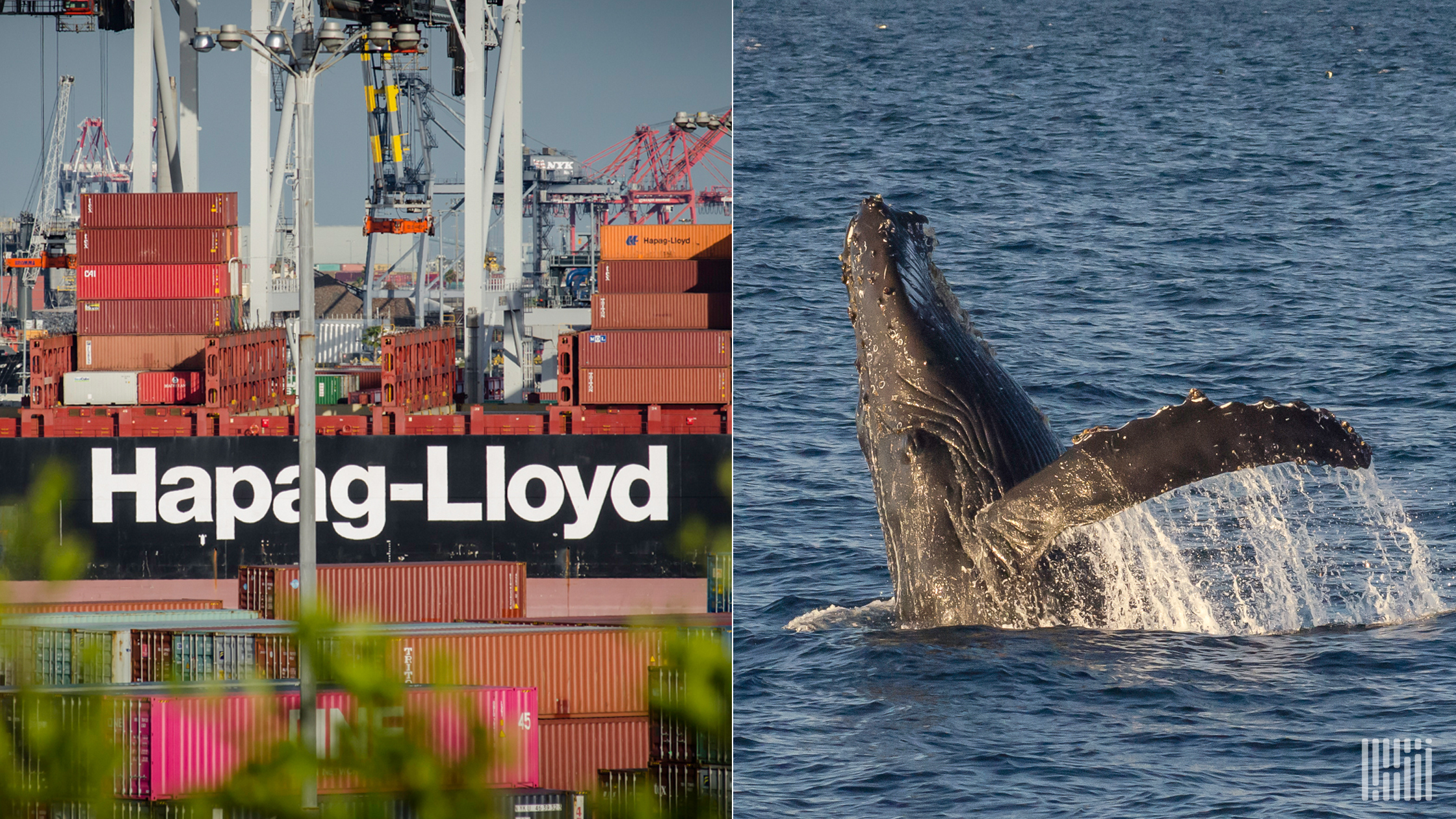 Hapag-Lloyd received a whale-safe award for environmental practices.