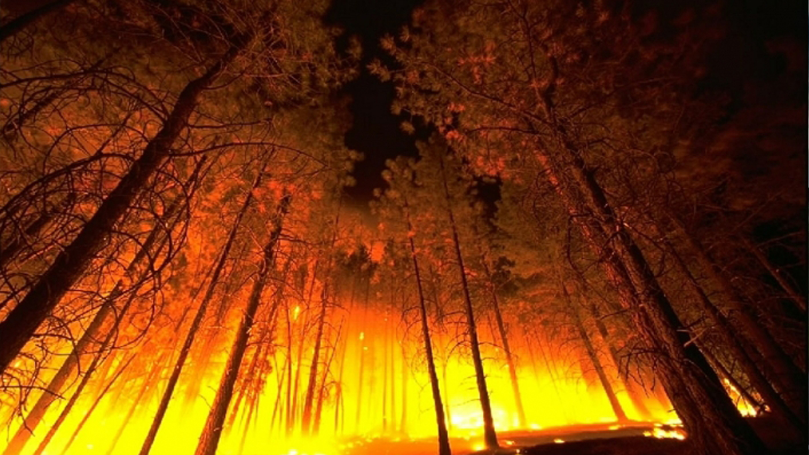 Wildfire burning in a forest.