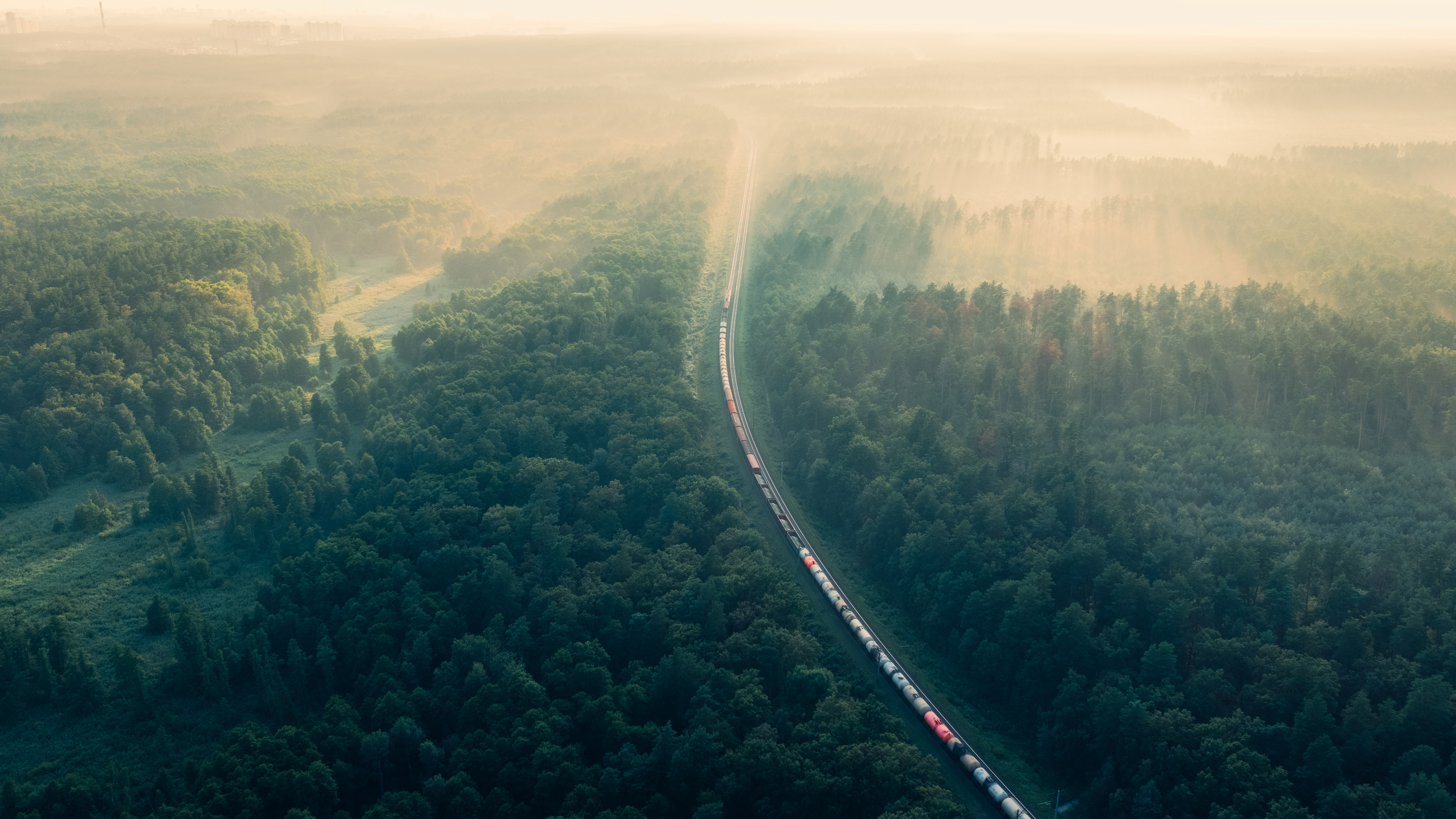 A photograph of a train weaving through a forest in the early mroning fog.