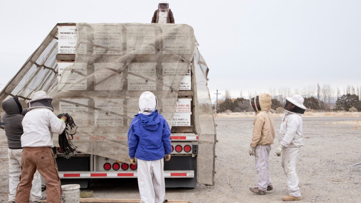 Workers load honeybees into a truck