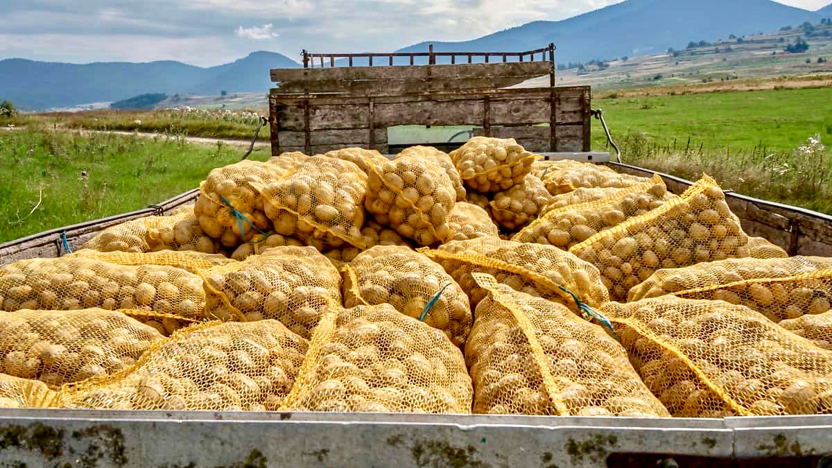 Bags of potatoes stacked in the back of a truck