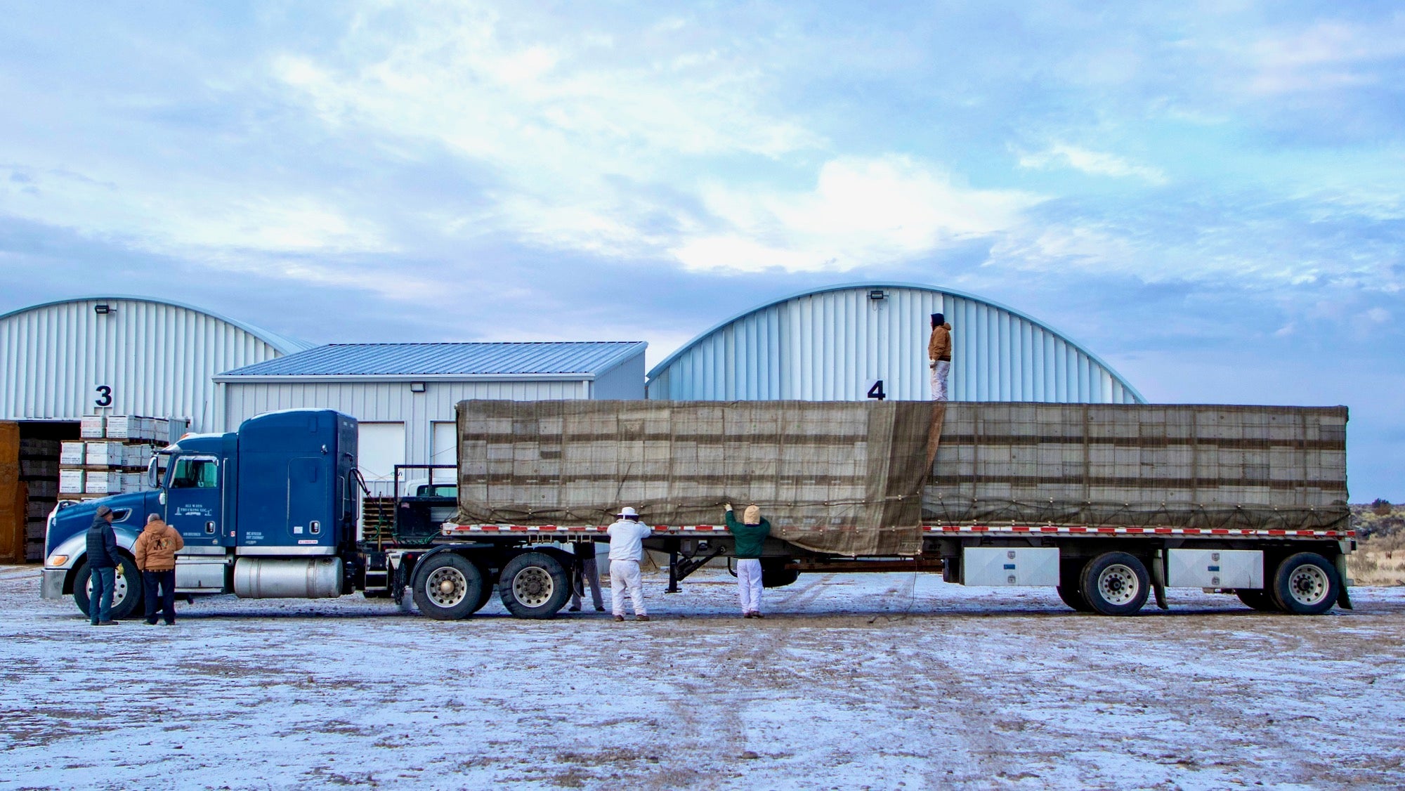 A blue tractor trailer is being loaded up with honeybee hives secured by netting and straps.