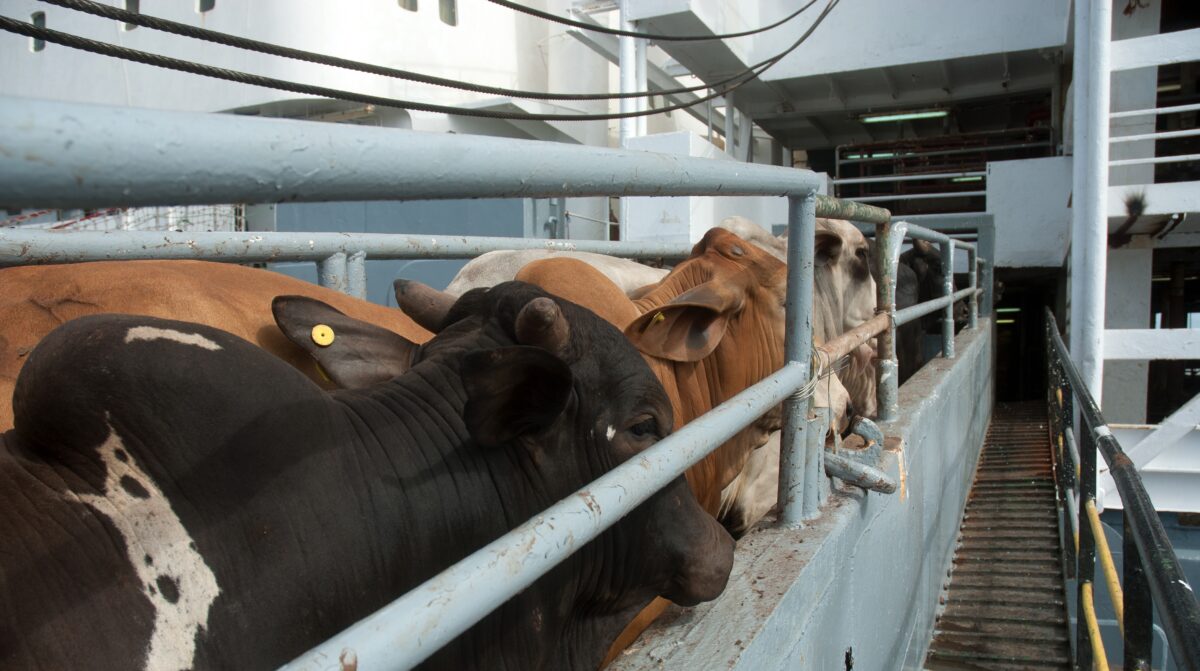 Cattle being loaded onto a ship in Brazil