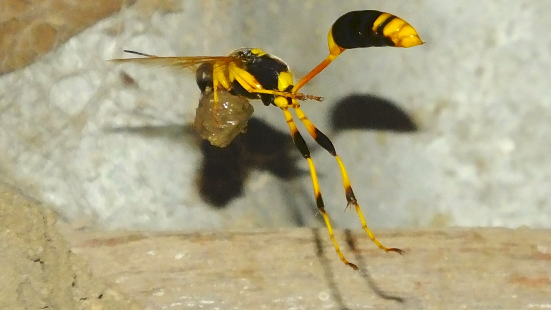 Close up of a wasp flying with mud in its legs.