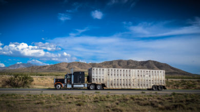 livestock truck