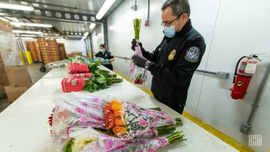 Customs officials inspecting flowers at a cold storage facility