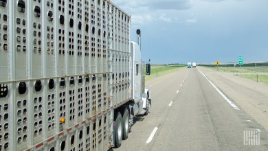 truck hauling livestock
