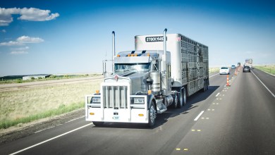 Trucker hauling livestock