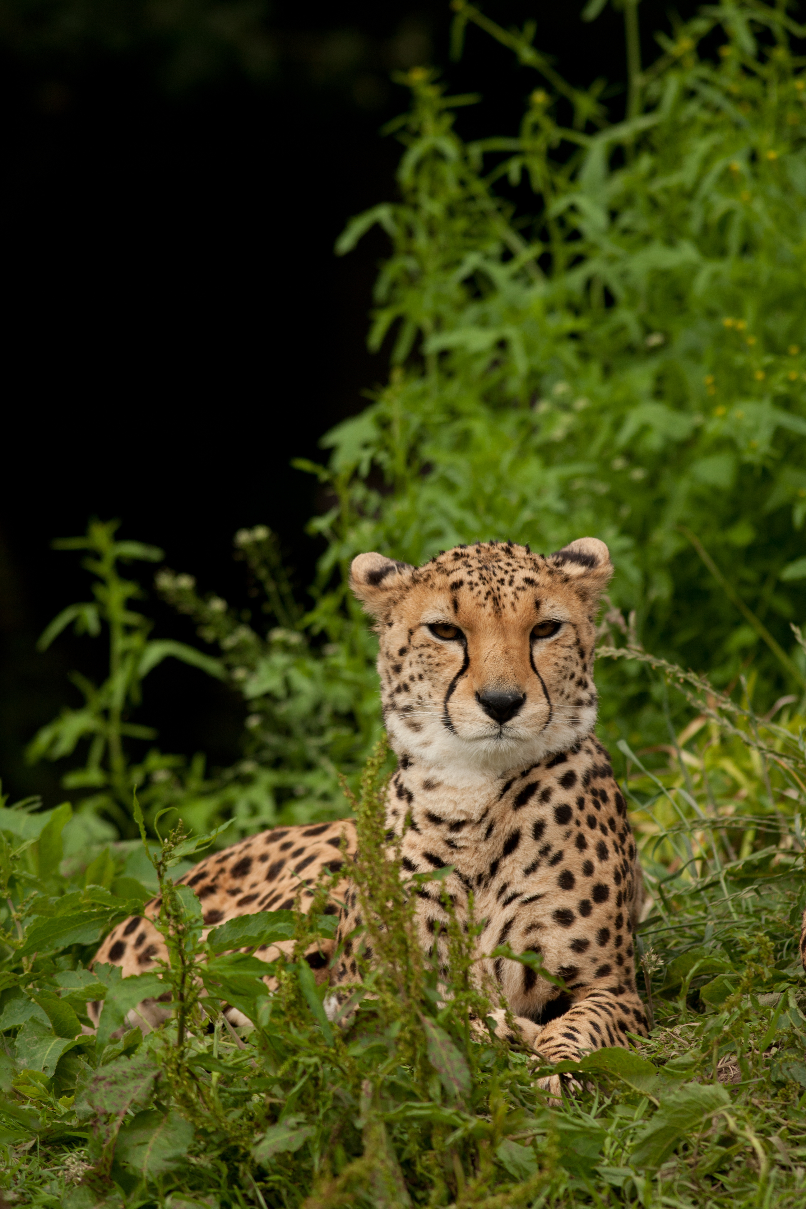 Pink Cheetah, TQL fight it out as transparency rule awaited