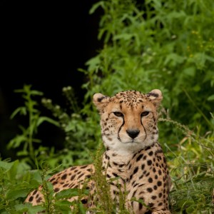 Pink Cheetah, TQL fight it out as transparency rule awaited
